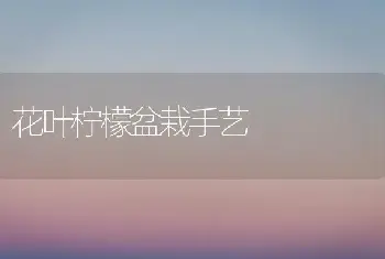 花叶柠檬盆栽手艺