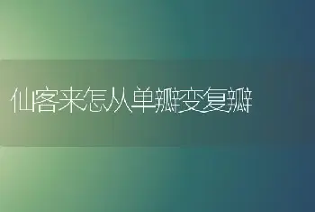 仙客来怎从单瓣变复瓣