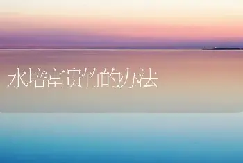 水培富贵竹的办法