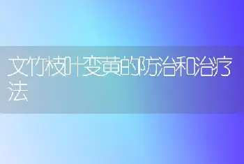 文竹枝叶变黄的防治和治疗法