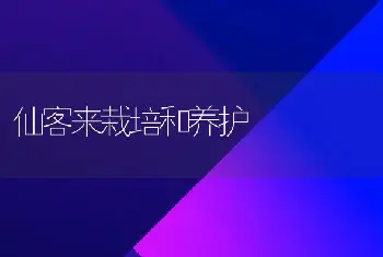 仙客来栽培和养护