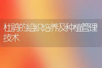 杜鹃的组织培养及种植管理技术