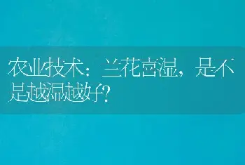 农业技术:兰花喜湿，是不是越湿越好？