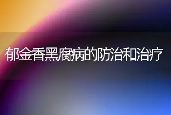 郁金香黑腐病的防治和治疗