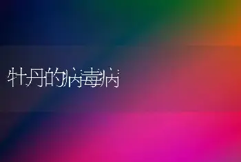 牡丹的病毒病