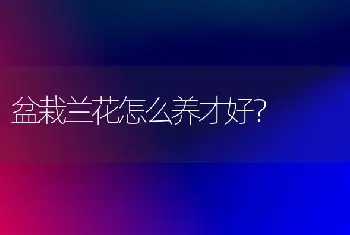 盆栽兰花怎么养才好？