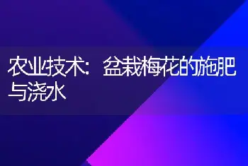 农业技术:盆栽梅花的施肥与浇水