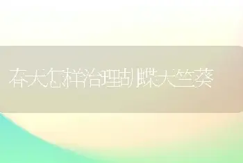 春天怎样治理胡蝶天竺葵