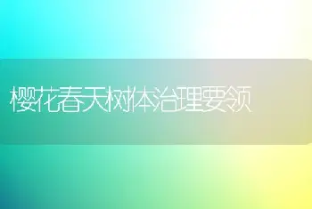 樱花春天树体治理要领