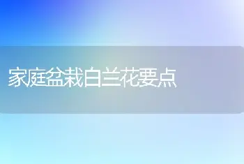 家庭盆栽白兰花要点