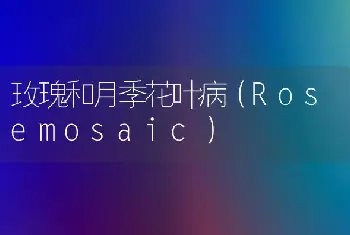 玫瑰和月季花叶病（Rosemosaic）