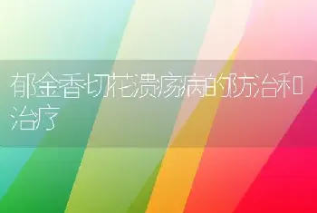 郁金香切花溃疡病的防治和治疗