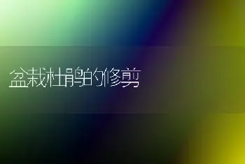 盆栽杜鹃的修剪