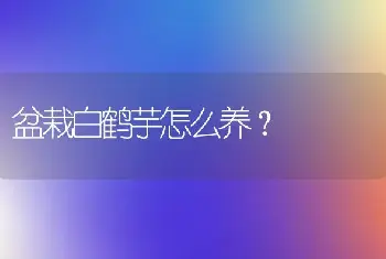 盆栽白鹤芋怎么养？