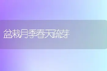 盆栽月季春天疏芽