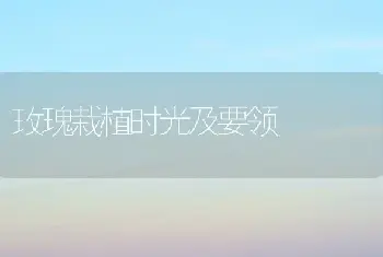 玫瑰栽植时光及要领