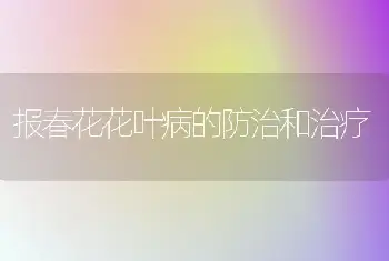 报春花花叶病的防治和治疗