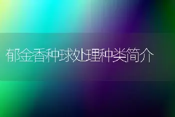 郁金香种球处理种类简介