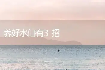 养好水仙有3招