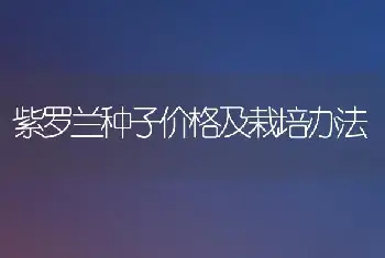 紫罗兰种子价格及栽培办法