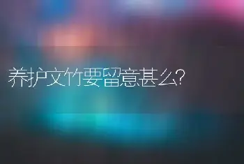 养护文竹要留意甚么？