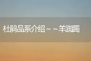 杜鹃品系介绍～～羊踟躅