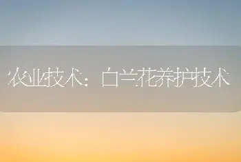 农业技术:白兰花养护技术