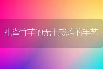 孔雀竹芋的无土栽培的手艺