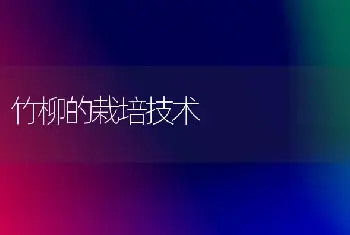 竹柳的栽培技术