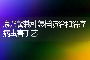 康乃馨栽种怎样防治和治疗病虫害手艺