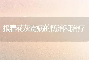 报春花灰霉病的防治和治疗