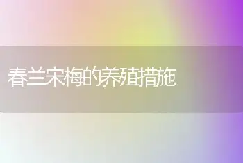 春兰宋梅的养殖措施