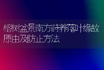 榕树盆景南方莳养落叶缘故原由及防止方法