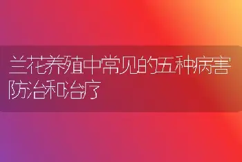 兰花养殖中常见的五种病害防治和治疗