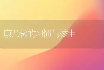 康乃馨的习惯与滋生