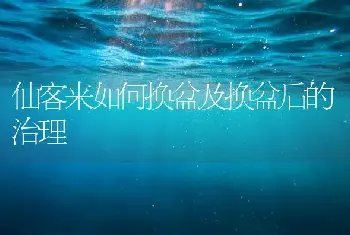 仙客来如何换盆及换盆后的治理