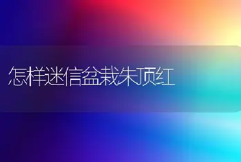 怎样迷信盆栽朱顶红