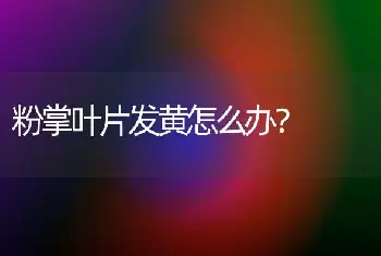 粉掌叶片发黄怎么办？