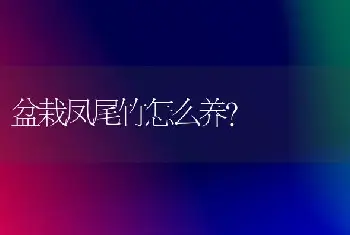 盆栽凤尾竹怎么养？