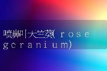 喷鼻叶天竺葵(rose geranium)