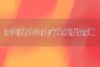 报春花常见病害症状与防治和治疗办法