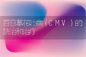 百日草花叶病（CMV）的防治和治疗