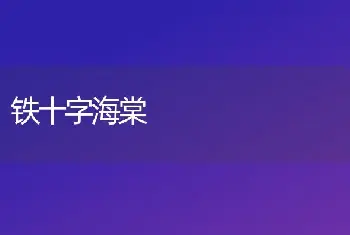 铁十字海棠