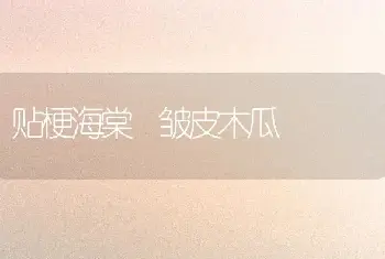 贴梗海棠 皱皮木瓜