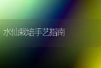 水仙栽培手艺指南