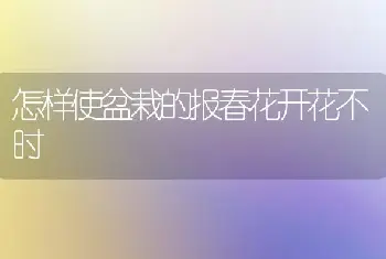 怎样使盆栽的报春花开花不时