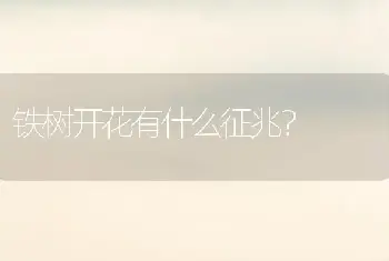 铁树开花有什么征兆？