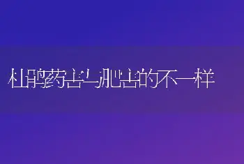 杜鹃药害与肥害的不一样