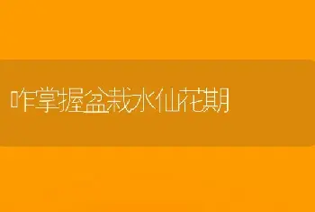 咋掌握盆栽水仙花期