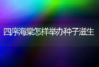 四序海棠怎样举办种子滋生